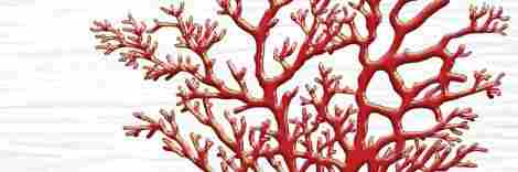 plitka korall ceramique imperiale