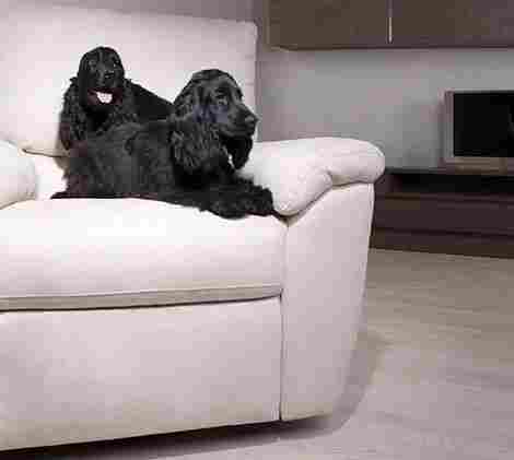 Salsa Ясень Арктик фото 2