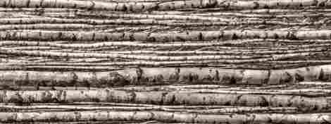 Панно Birch (из 4-х плиток) 89,8x239,8