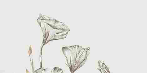 Декор Velo Bianco flowers 4 59,8x119,8