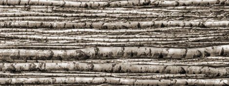 Панно Birch (из 4-х плиток) 89,8x239,8